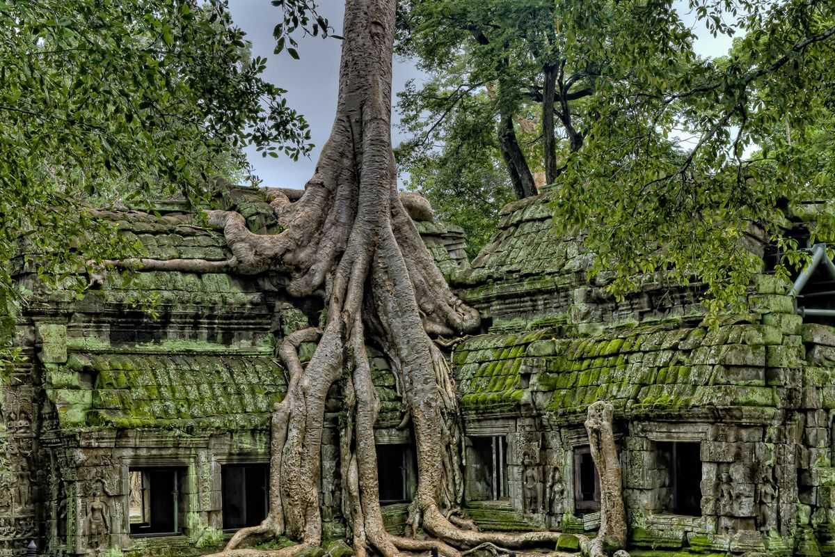 Ta Prohm tree roots Angkor